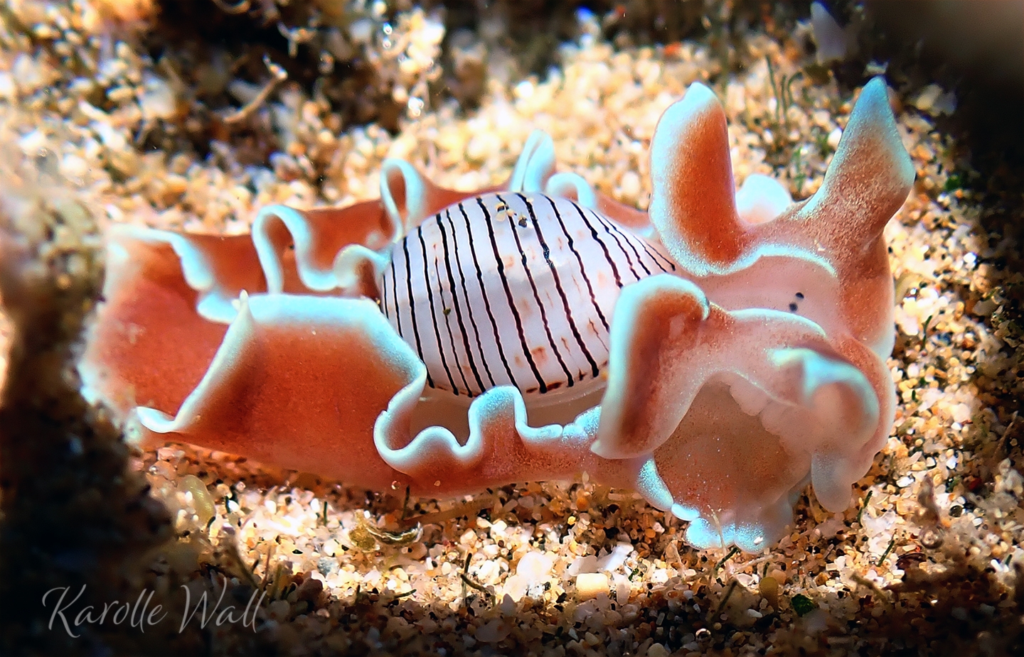 Brown lined Paper Bubble Shell Hydatina Physis Marine Life Et 
