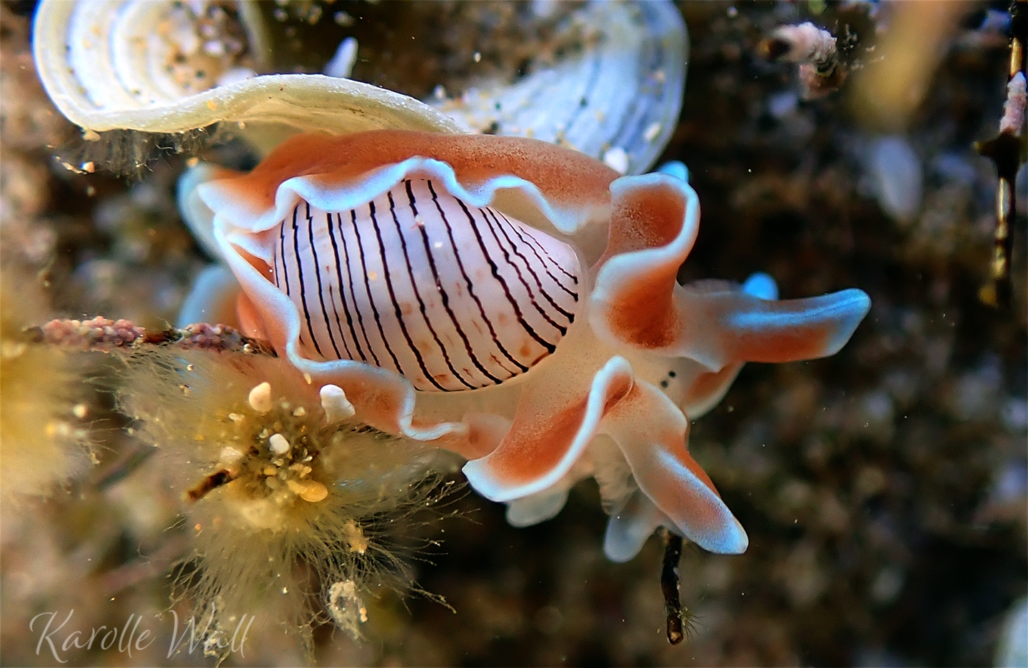 Brown lined Paper Bubble Shell Hydatina Physis Marine Life Et 