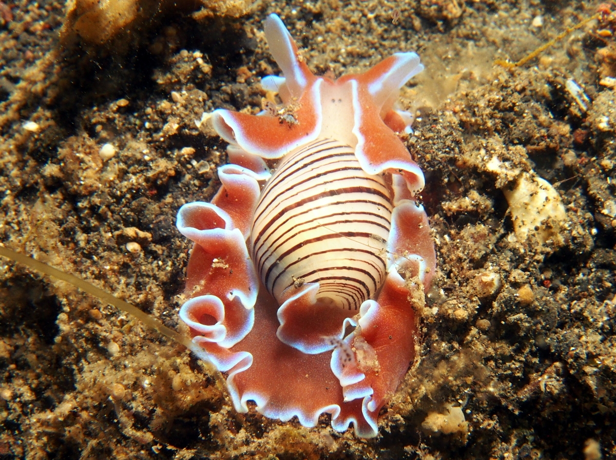Brown Lined Paperbubble Hydatina Physis Bubble Snails 