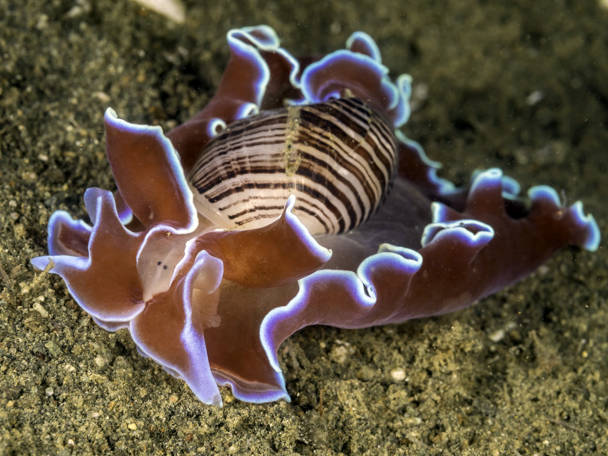Brown lined Paperbubble Hydatina Physis INaturalist