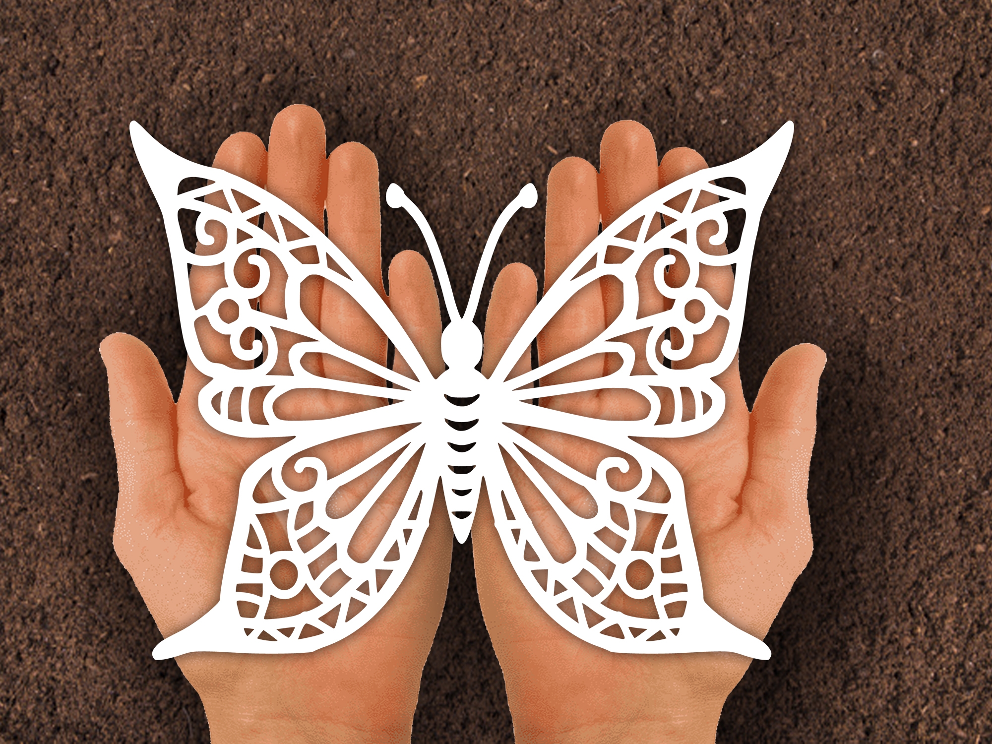 Butterfly Paper Cut Template 2 Type Grafik Von Johanruartist 