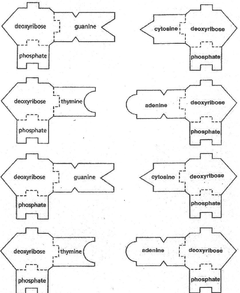 DNA amp RNA Templates Science Classroom Teacher Resources