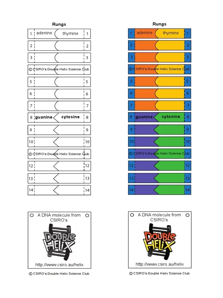 DNA Model Template PDF