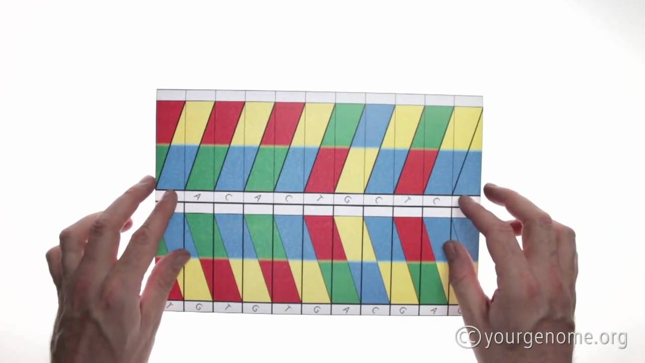 Printable Paper Dna Model Template
