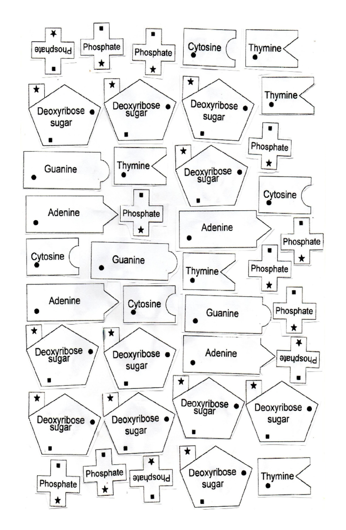 DNA Structure And Composition Key Elements Of Nucleotides Studocu