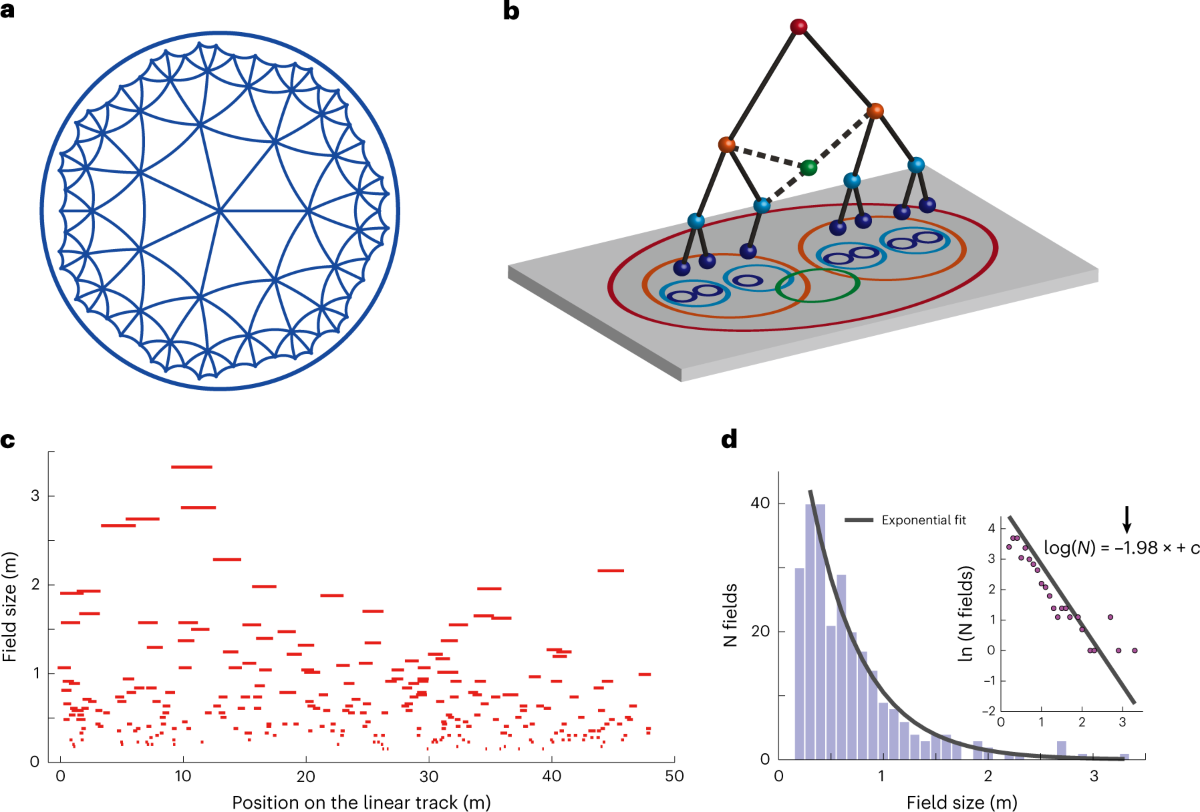 Hippocampal Spatial Representations Exhibit A Hyperbolic Geometry 