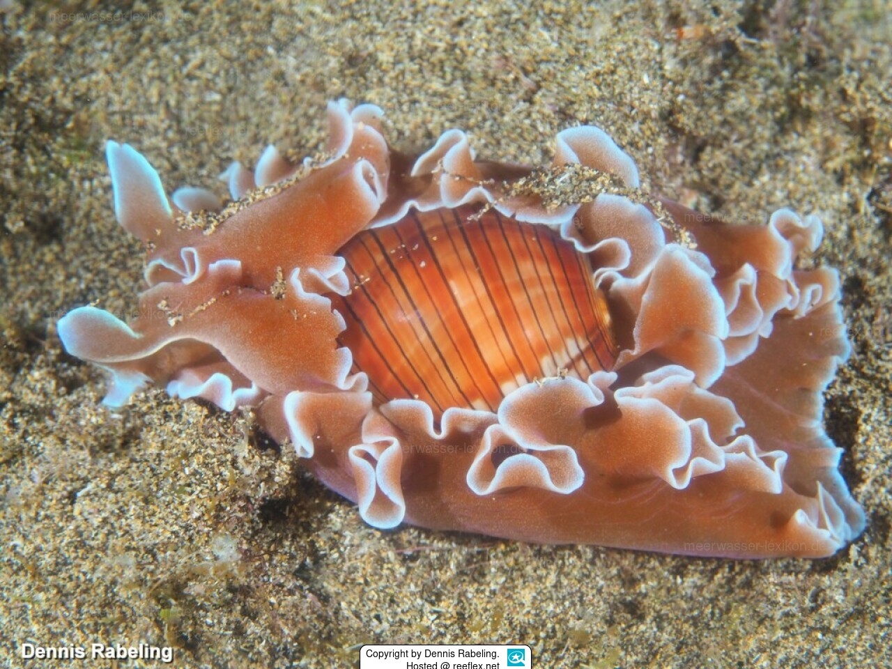 Hydatina Physis Striped Paper Bubble Brown line Paperbubble Rose 