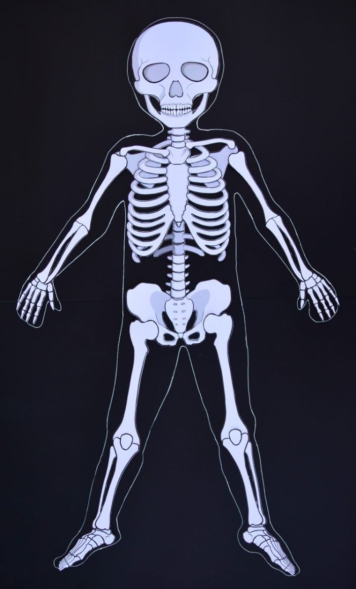 Life Size Printable Human Skeleton For Kids