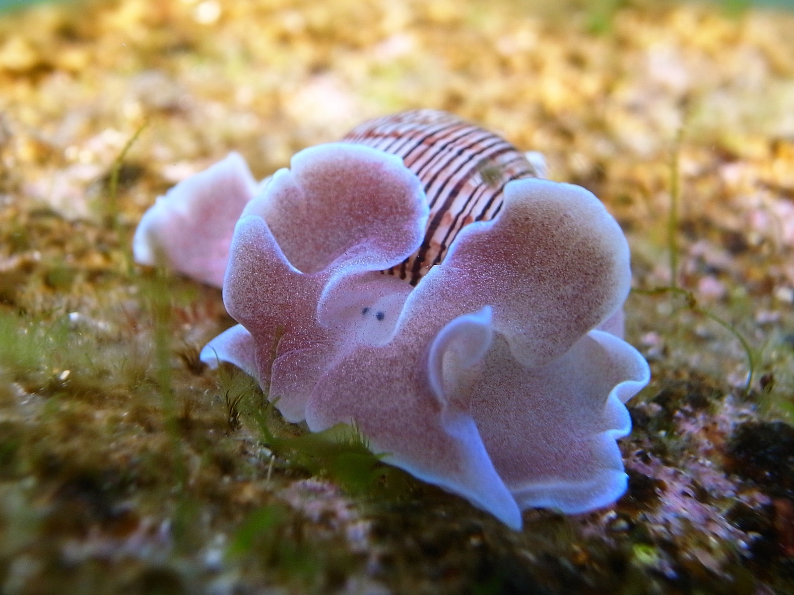Brown Lined Paper Bubble Snail